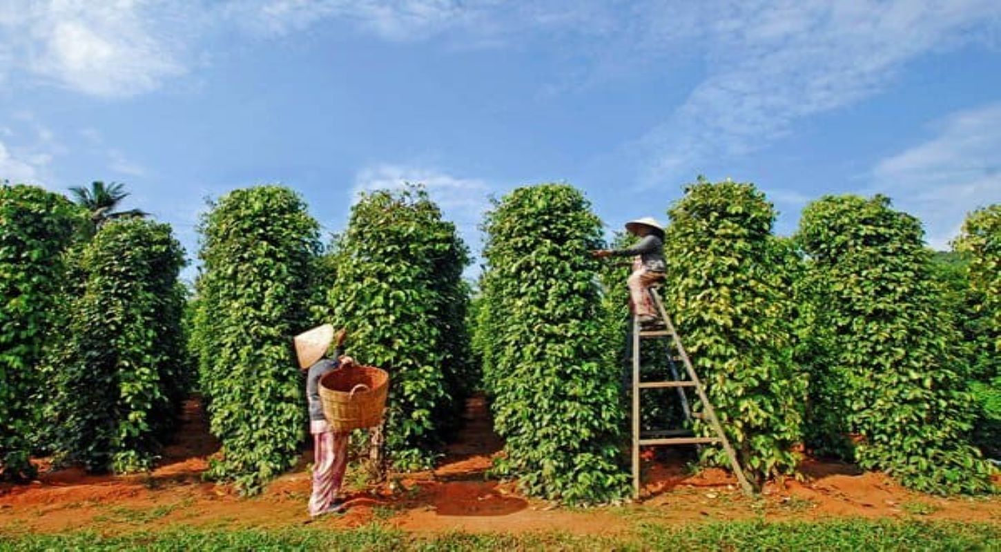 Vườn tiêu Phú Quốc gần Green Bay Resort & Spa