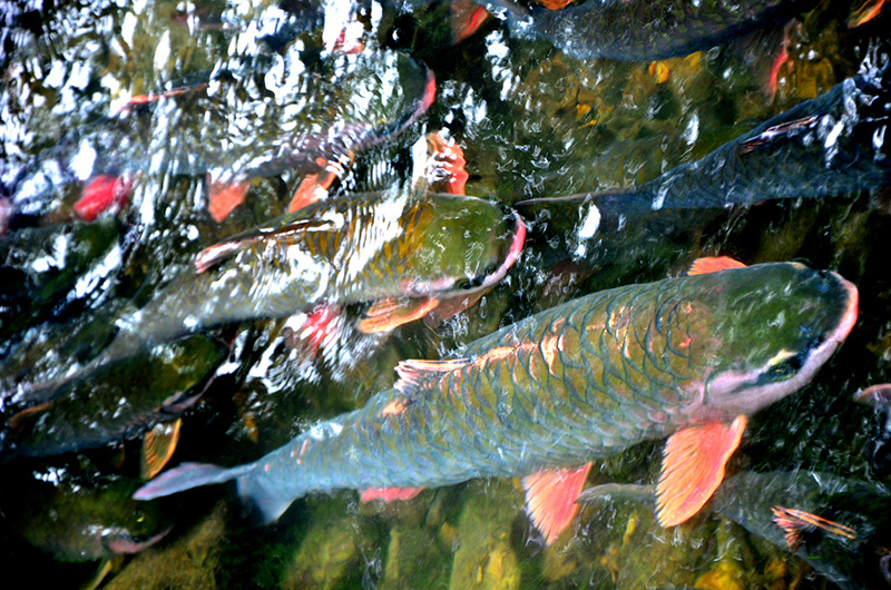 Suối cá thần Cẩm Thủy