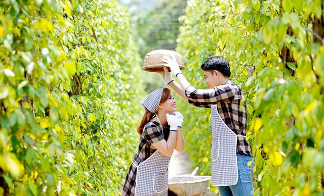 avs phú quốc