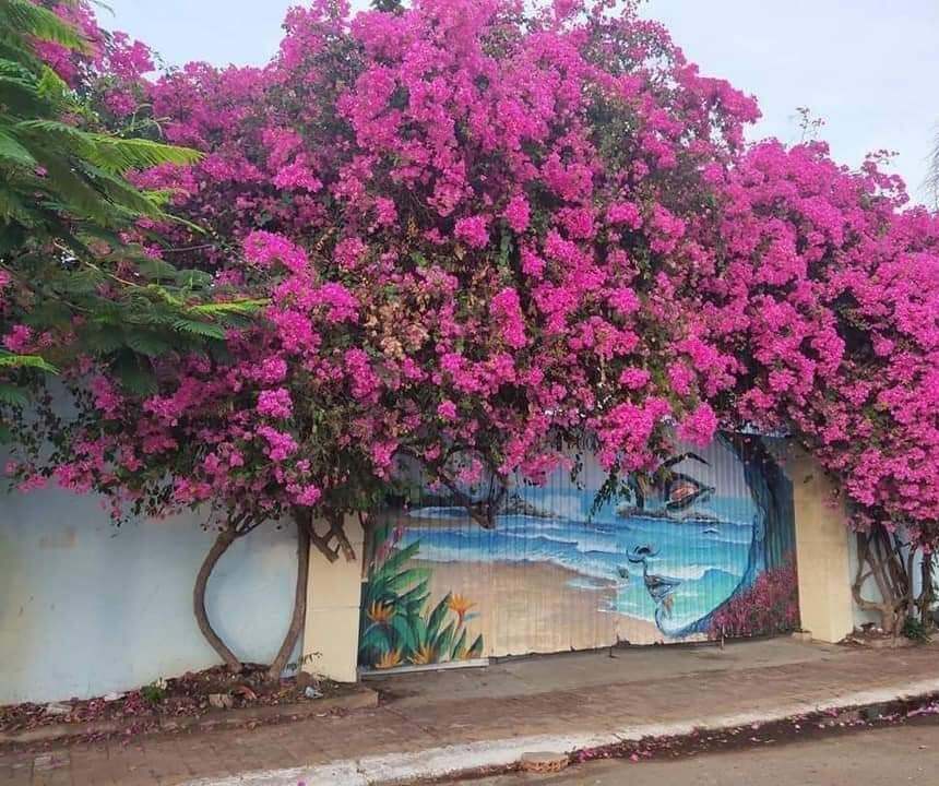 cổng hoa giấy tại Vũng Tàu khách sạn malibu vũng tàu