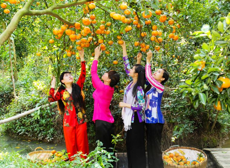 Vườn trái cây Cái Mơn gần khách sạn việt úc bến tre