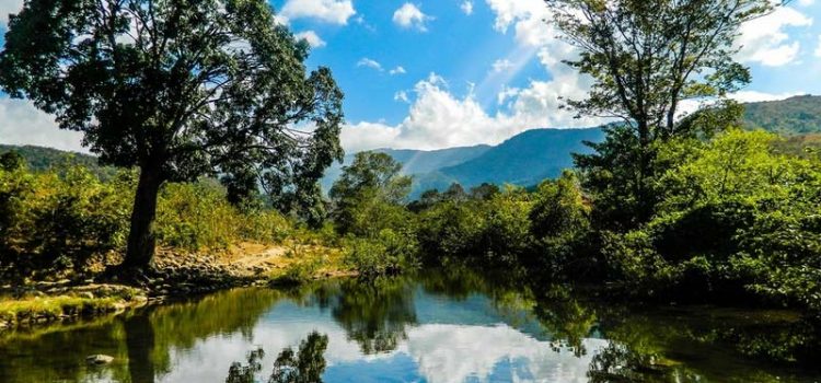 đánh giá resort con gà vàng