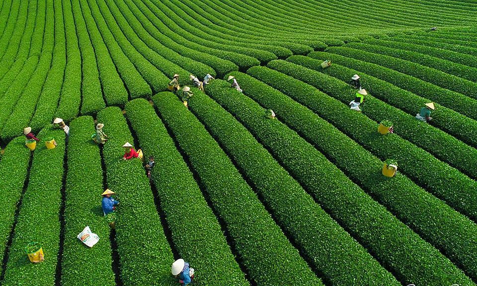Top 6 khách sạn Mộc Châu giá rẻ view thung lũng hoa tươi đẹp