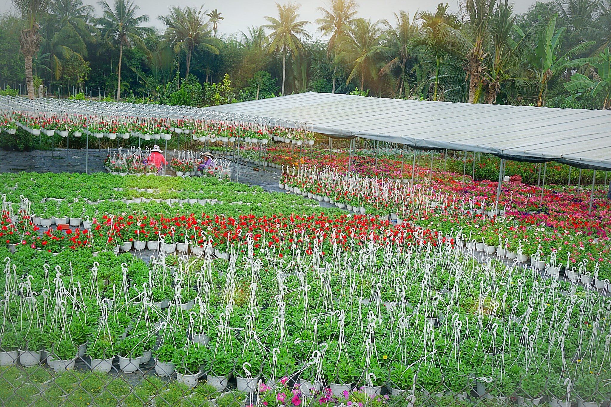 Top 4 resort Bến Tre mang phong cách miền Tây sông nước