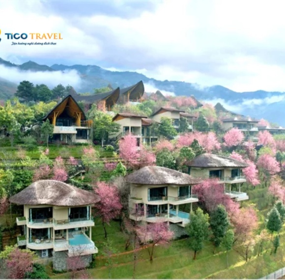 Garrya Mù Cang Chải