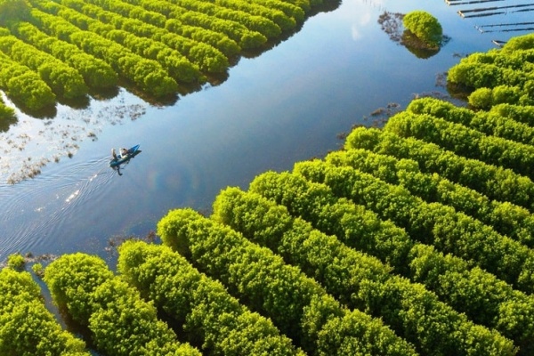 Bàu Cá Cái Quảng Ngãi – vẻ đẹp thơ mộng và bình yên chờ bạn khám phá