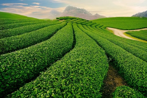 Đồi chè Gia Nghĩa vẻ đẹp xanh mướt giữa cao nguyên Đắk Nông