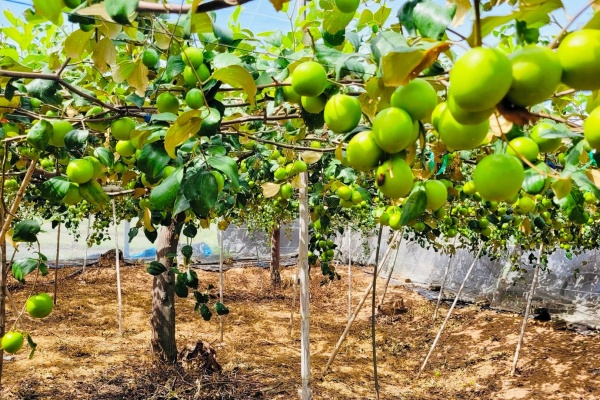 Táo xanh Phan Rang – Đặc sản trứ danh vùng đất nắng Ninh Thuận