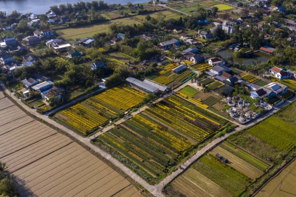 Làng hoa Phú Mậu sắc màu rực rỡ tô điểm đất cố đô Huế