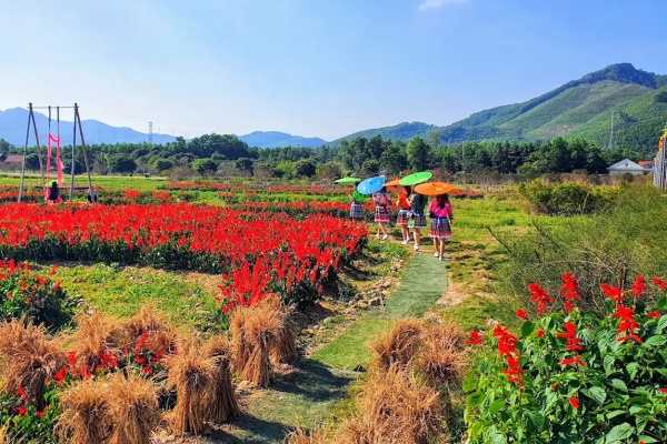 Thiên đường hoa Quảng La: Điểm ngắm hoa giữa núi rừng Hạ Long