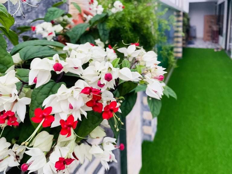 TICO 12 – VILLA SẦM SƠN