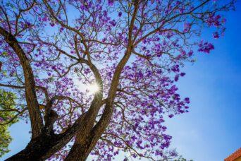 hoa-phuong-tim-da-lat