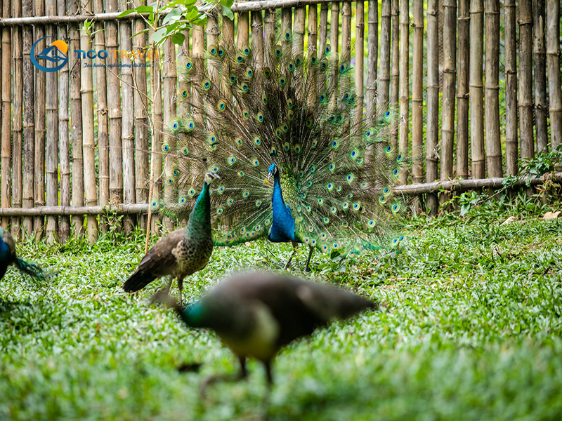 Nhất Tự Sơn Resort Phú Yên