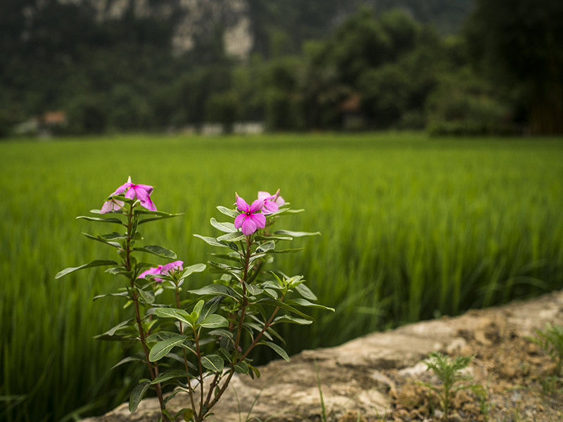 Tam Coc Garden Resort