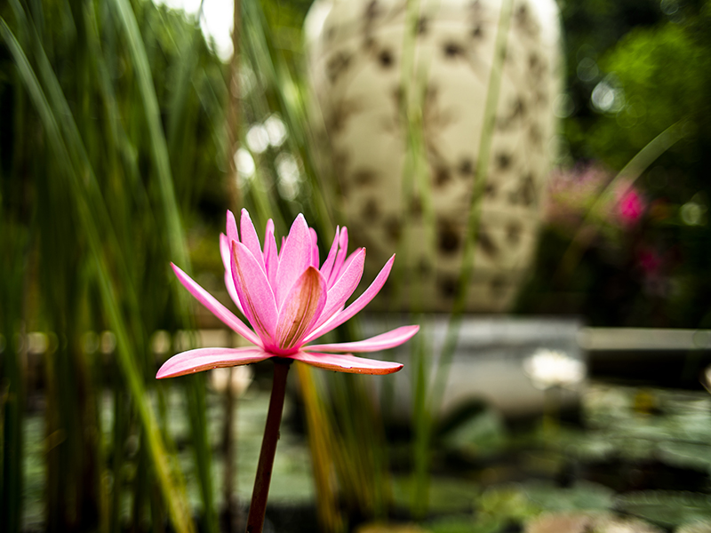 Tam Coc Garden Resort