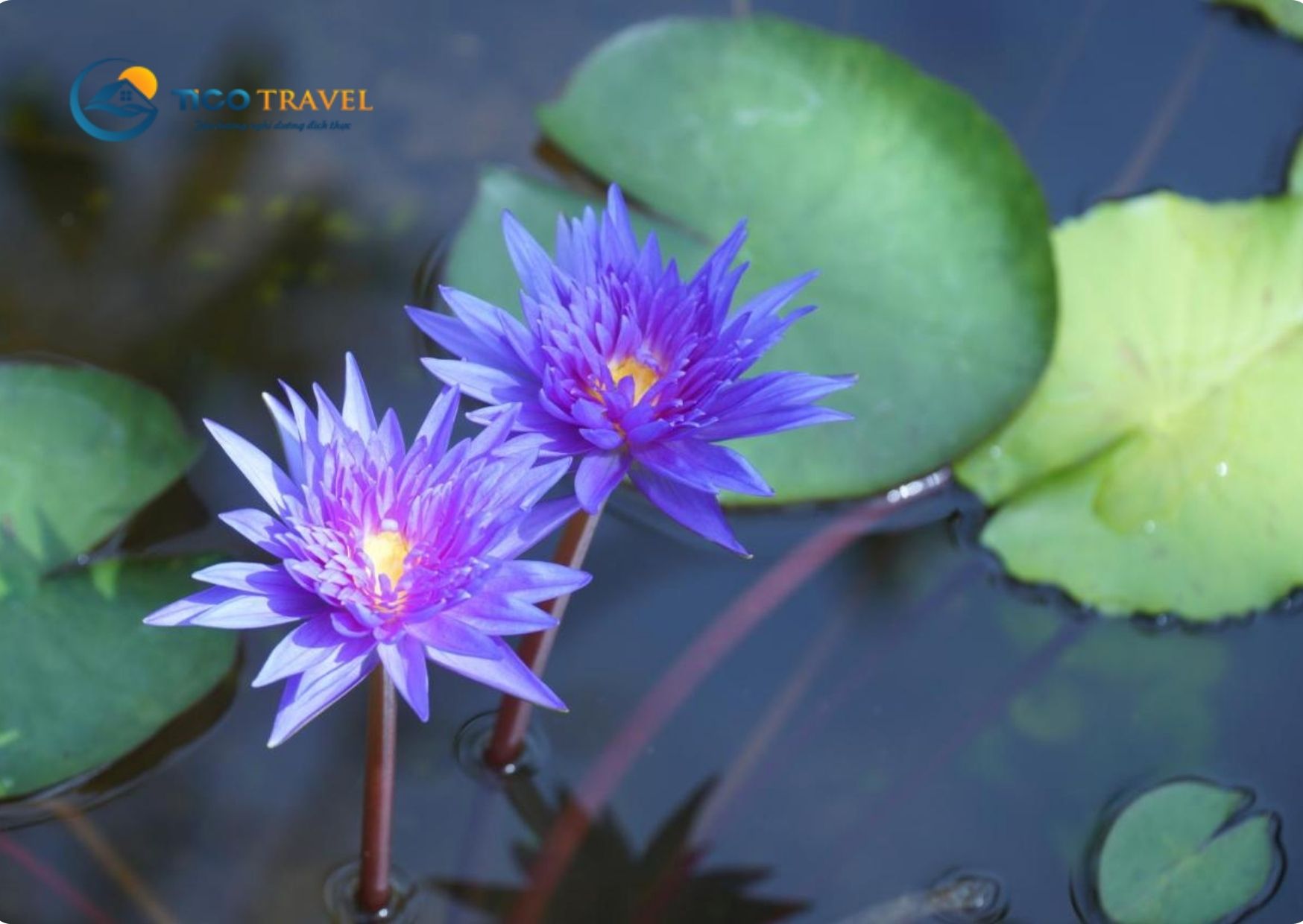 Ravenala Boutique Resort Phan Thiết
