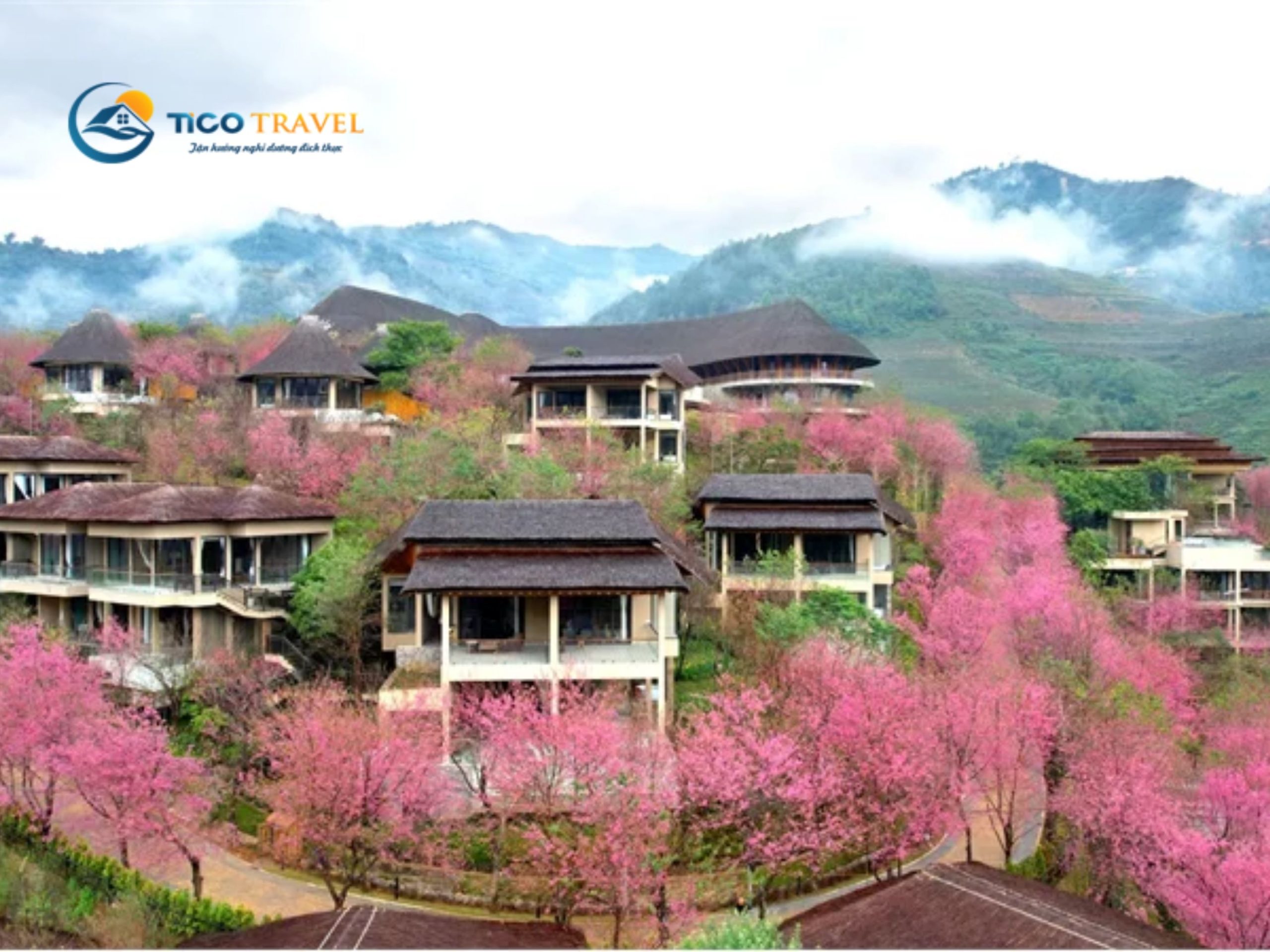 Garrya Mù Cang Chải