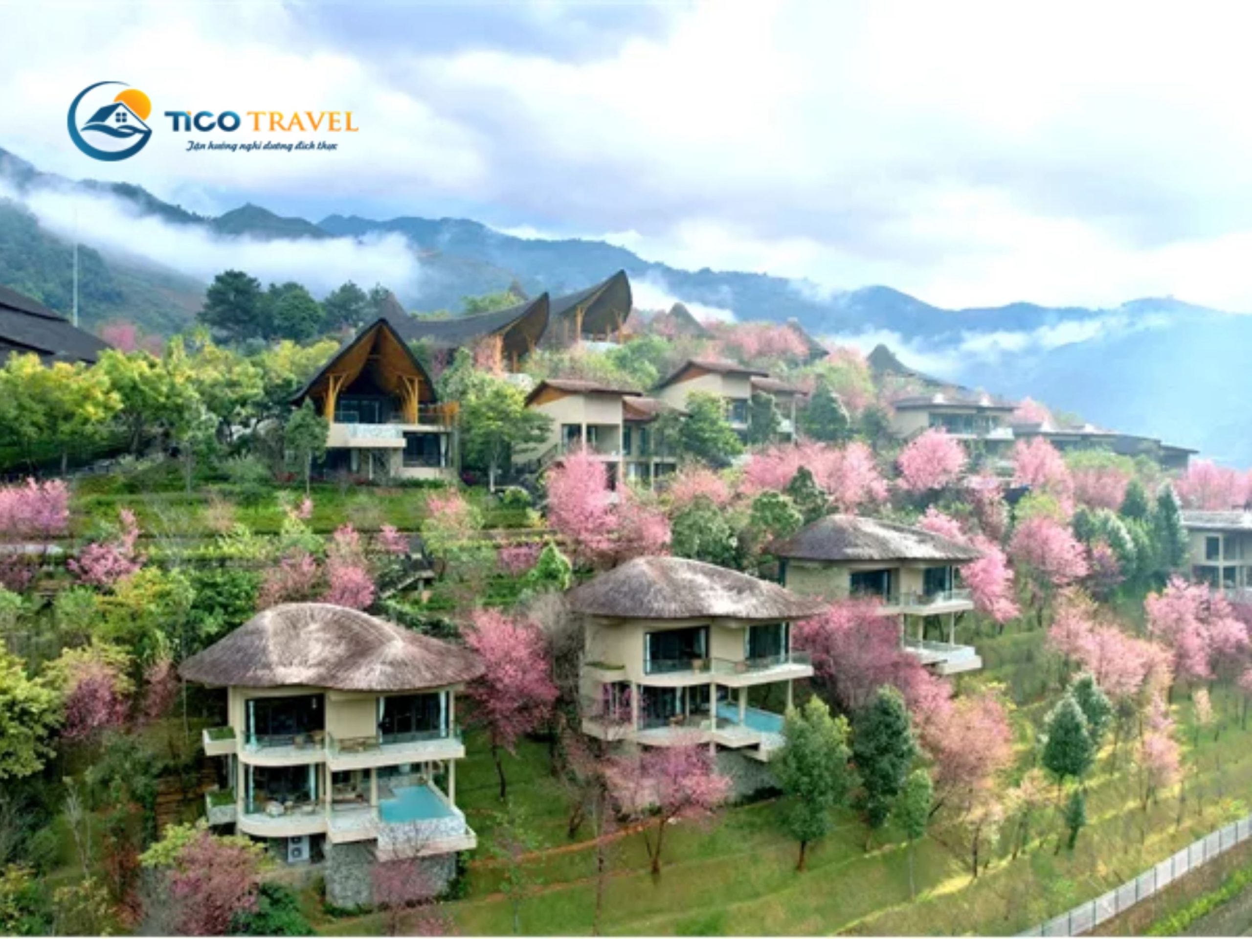 Garrya Mù Cang Chải