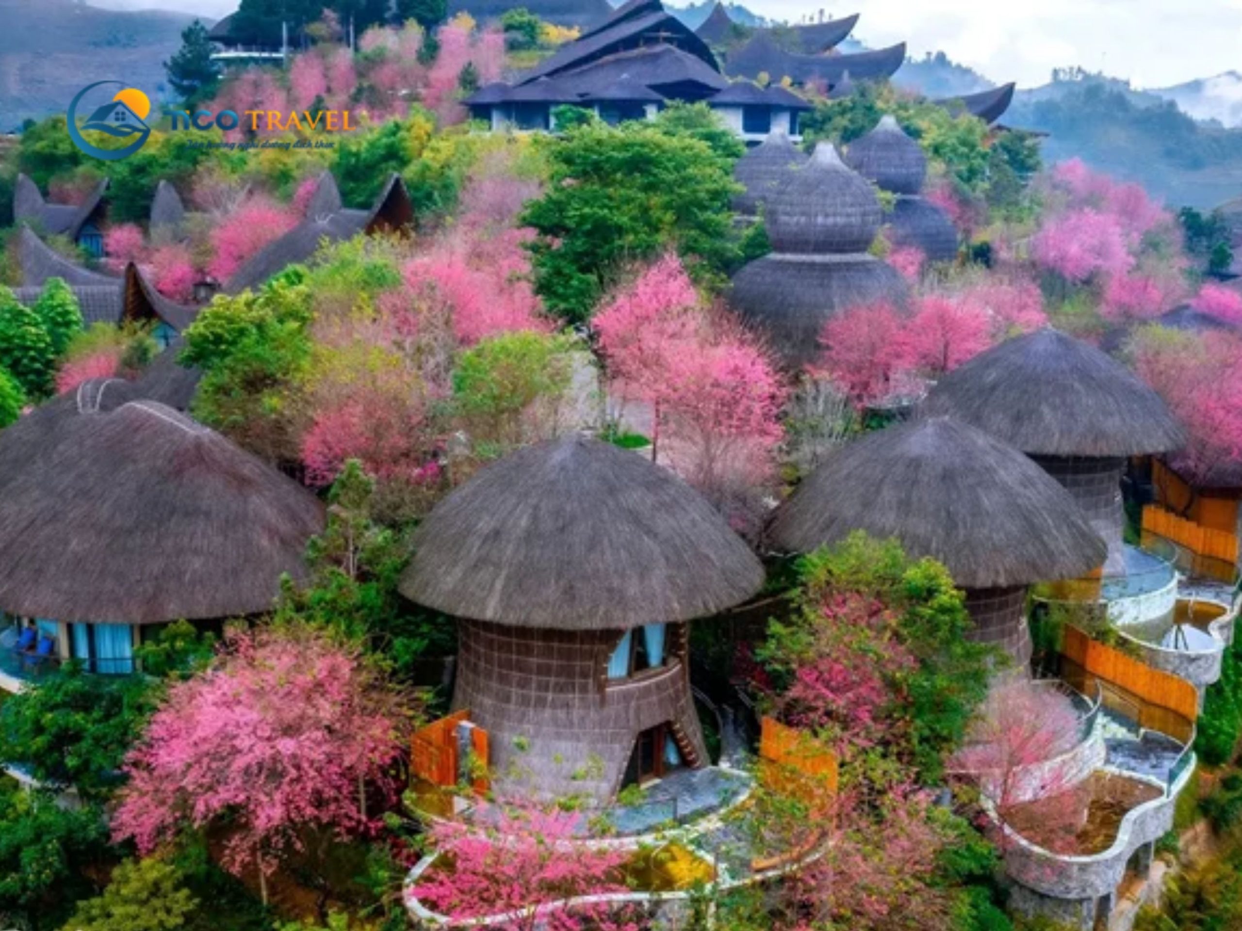 Garrya Mù Cang Chải