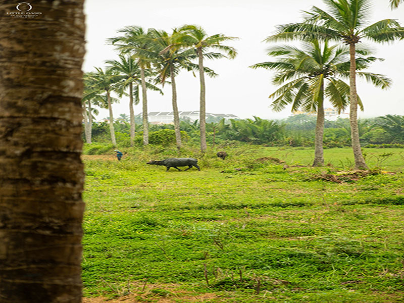 Little Oasis Hội An