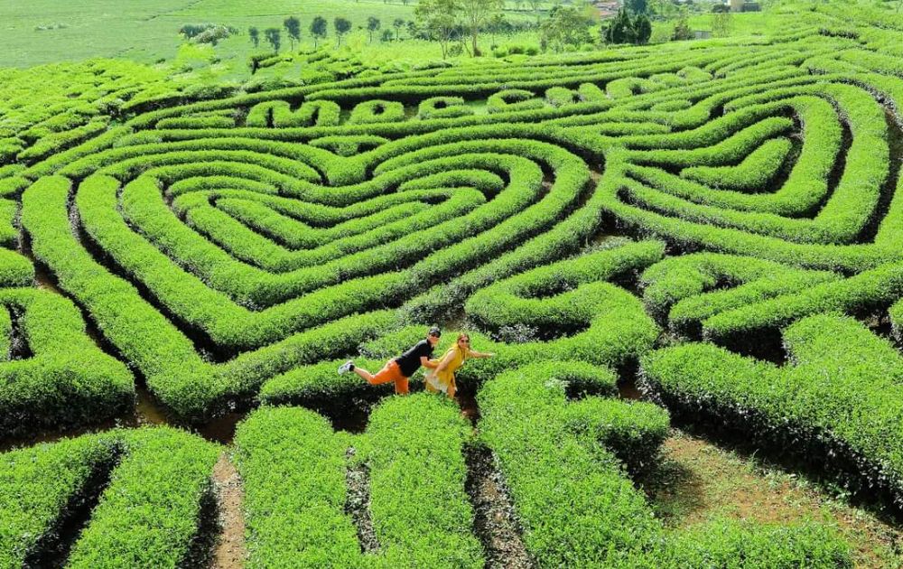 Khám phá đồi chè trái tim lãng mạn