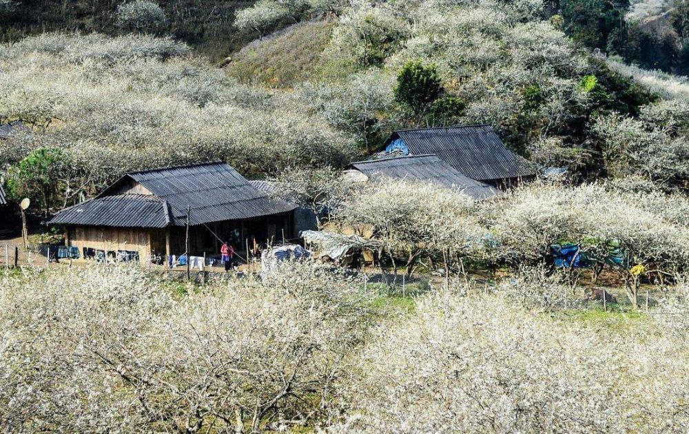 Thung lũng mận Nà Ka vào mùa hoa trắng xóa
