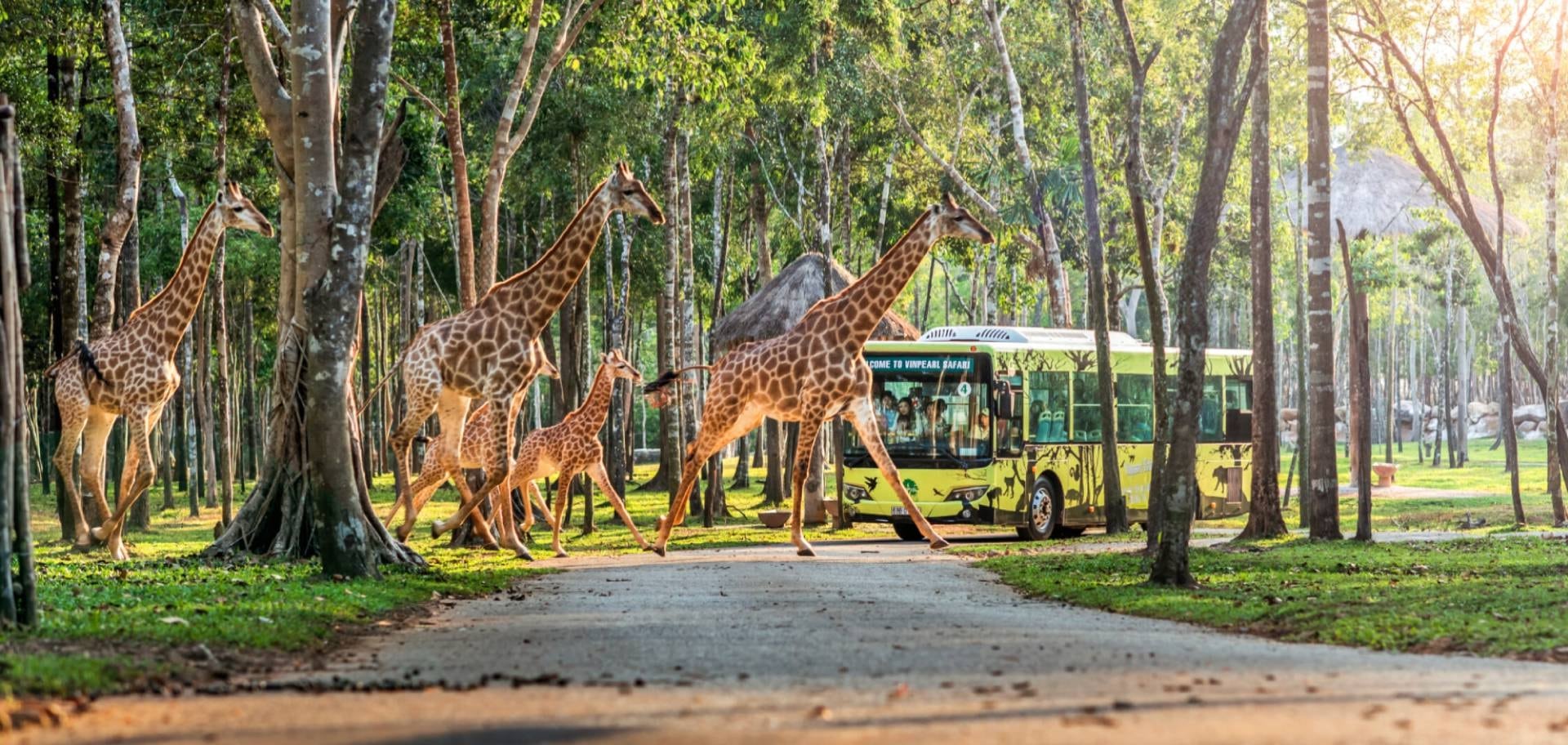 Chiêm ngưỡng các loài động vật hoang dã tại Vinpearl Safari