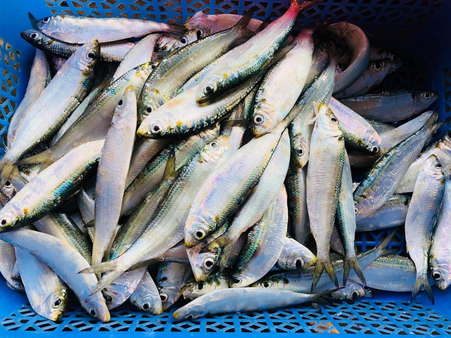 Gỏi cá trích Vũng Tàu