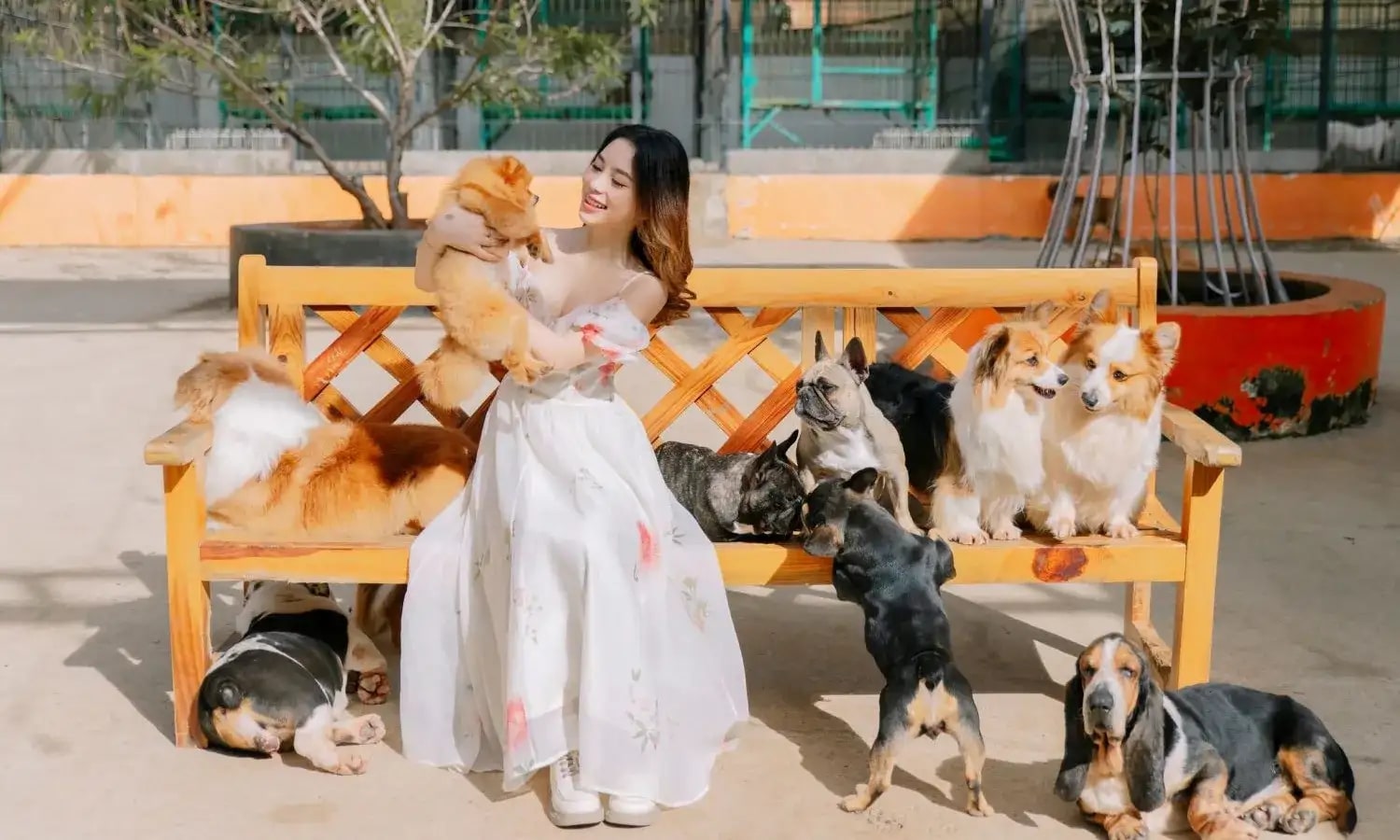 Các chú cún đáng yêu của nông trại cún Puppy Farm