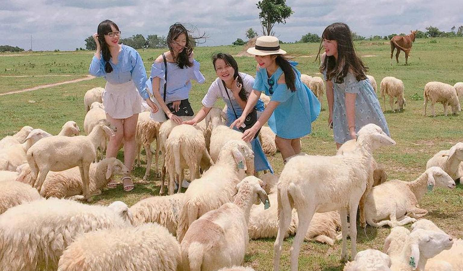 Check in sống ảo ở đồng cừu