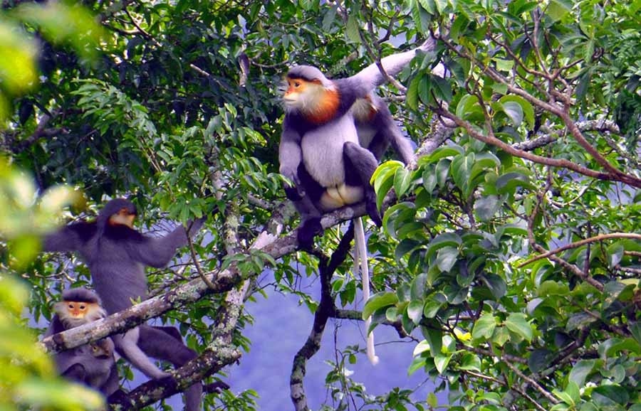 Thiên nhiên hoang sơ tại Vườn Quốc gia Kon Ka Kinh