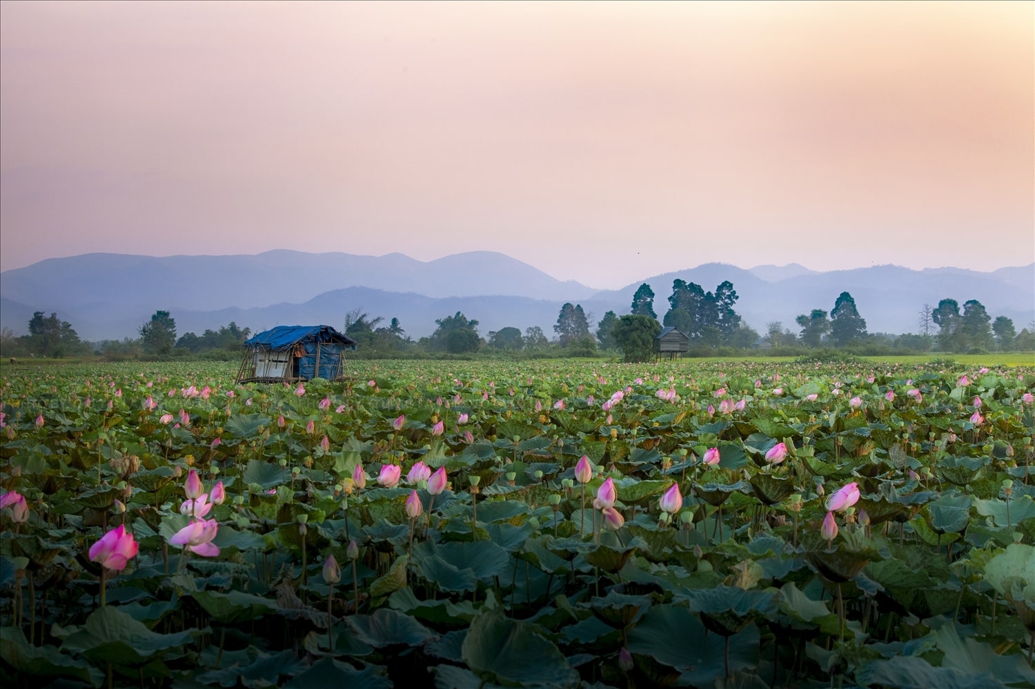 Hương sen thơm ngát giữa miền cao nguyên nắng gió dịu dàng