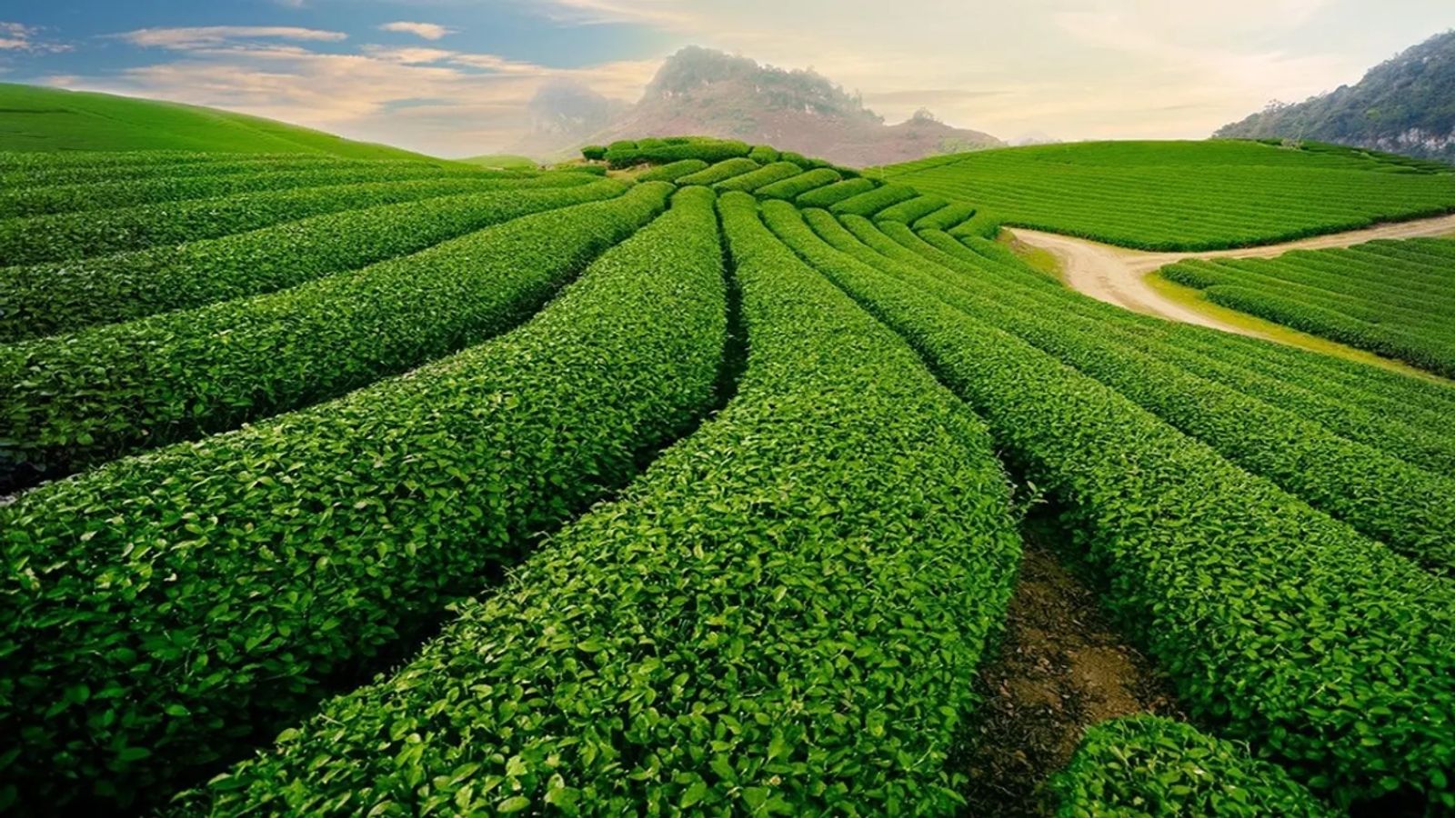 Đồi chè Gia Nghĩa là điểm đến ấn tượng nằm trên cao nguyên Mơ Nông