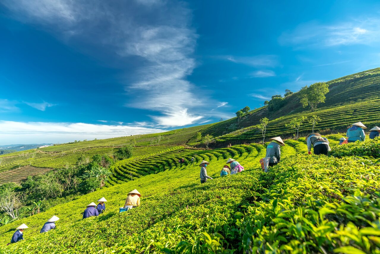 Mùa khô là thời điểm đẹp nhất để ghé thăm đồi chè Gia Nghĩa