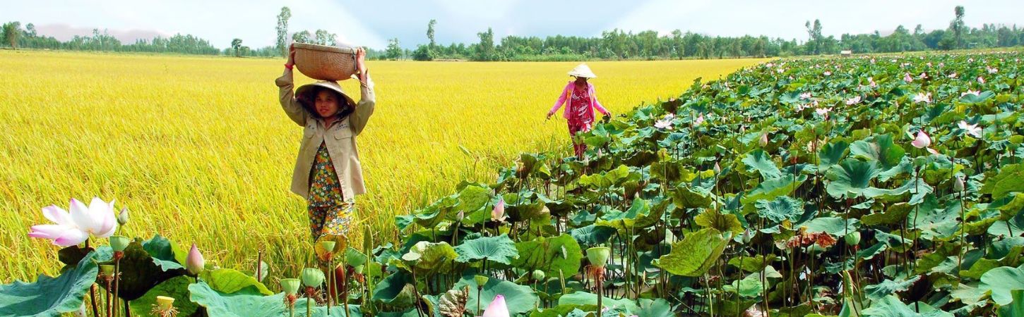 Du lịch Đồng Tháp