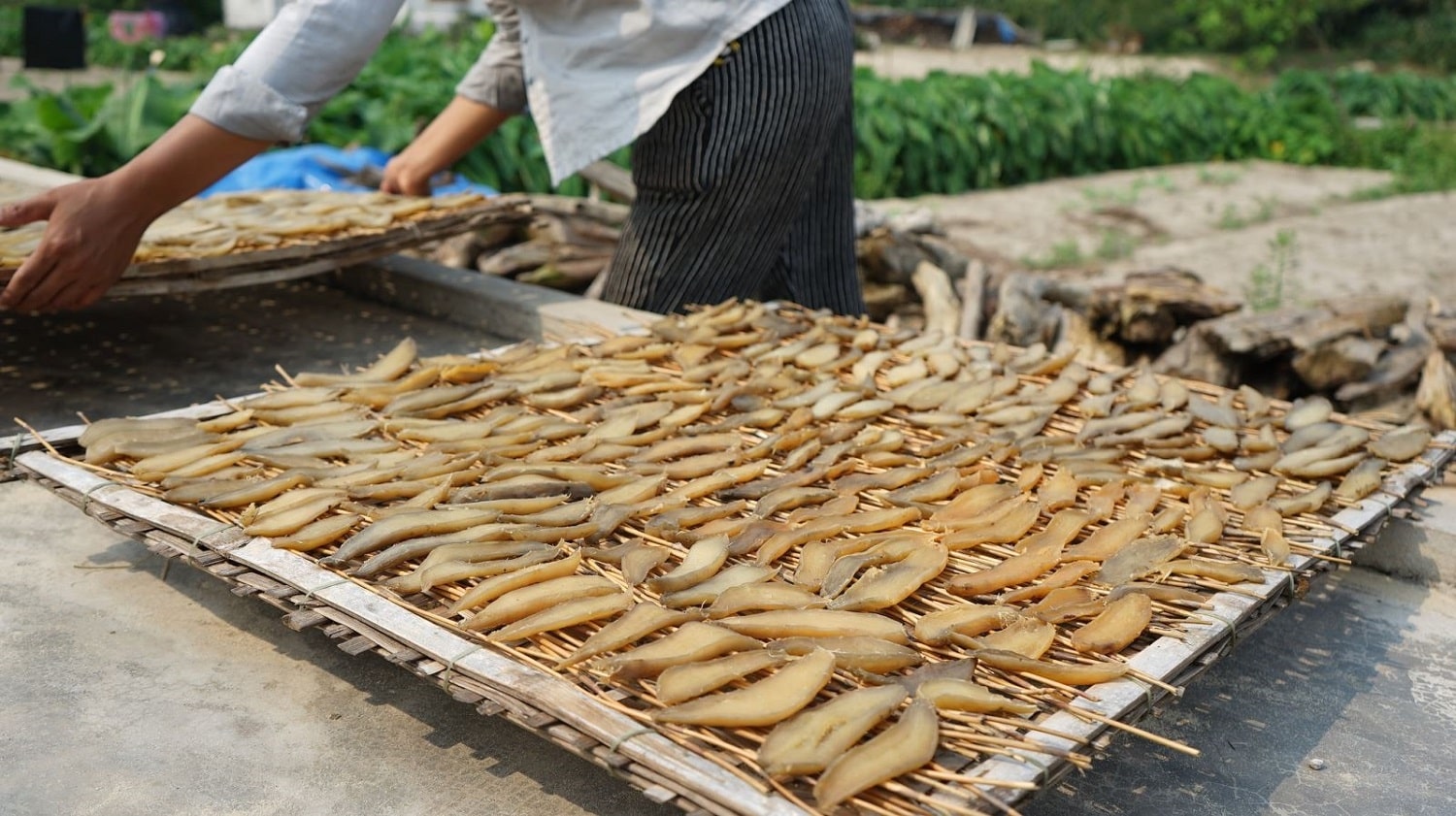 Khoai lang đỏ Quảng Bình được phơi nắng sơ bộ trước khi ủ