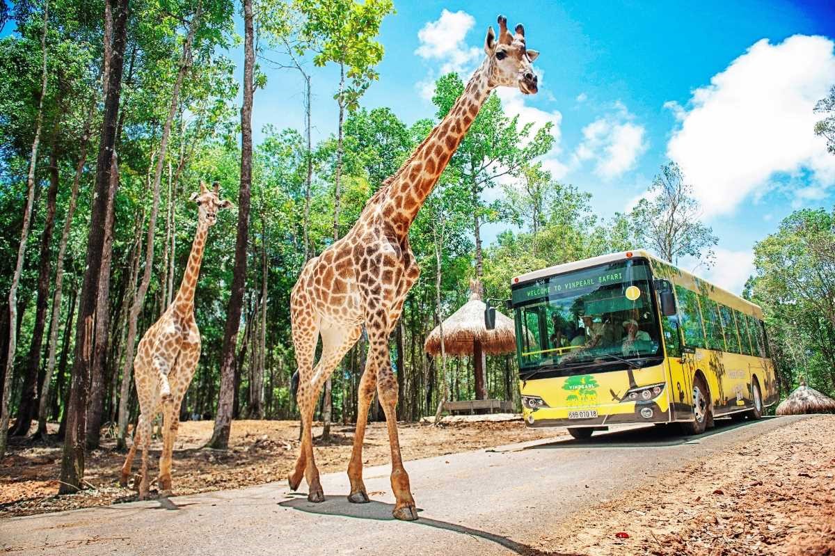 Khu vui chơi Phú Quốc kỳ thú tại Vinpearl Safari Phú Quốc
