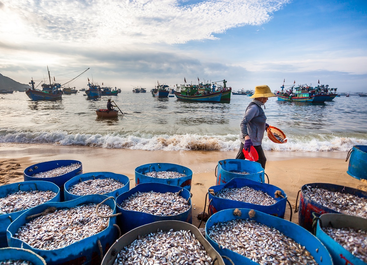 Cảnh ngư dân làng chài Nhơn Lý trở về vào sáng sớm