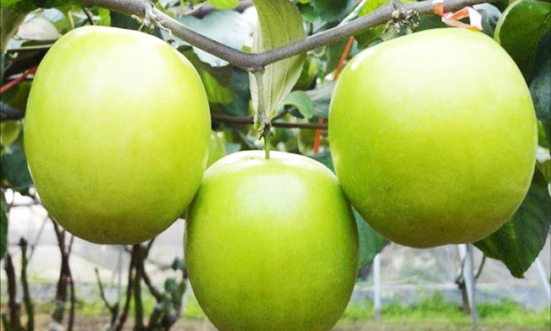 Táo boom Ninh Thuận quả tròn to, vị ngọt đậm