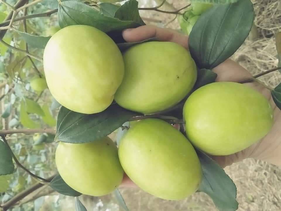 Thưởng thức táo xanh không chỉ ngon mà còn tốt cho sức khỏe