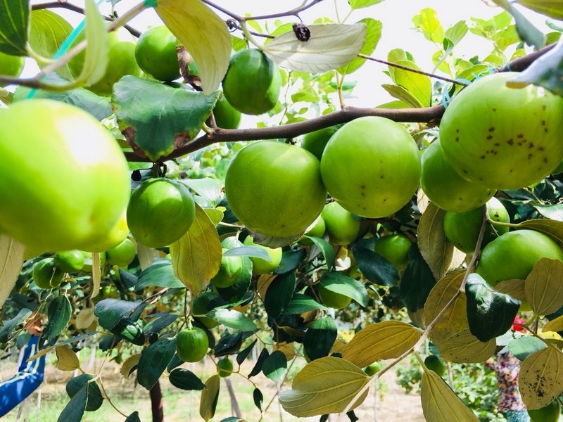 Táo xanh Phan Rang là thứ đặc sản của mảnh đất nắng gió Ninh Thuận