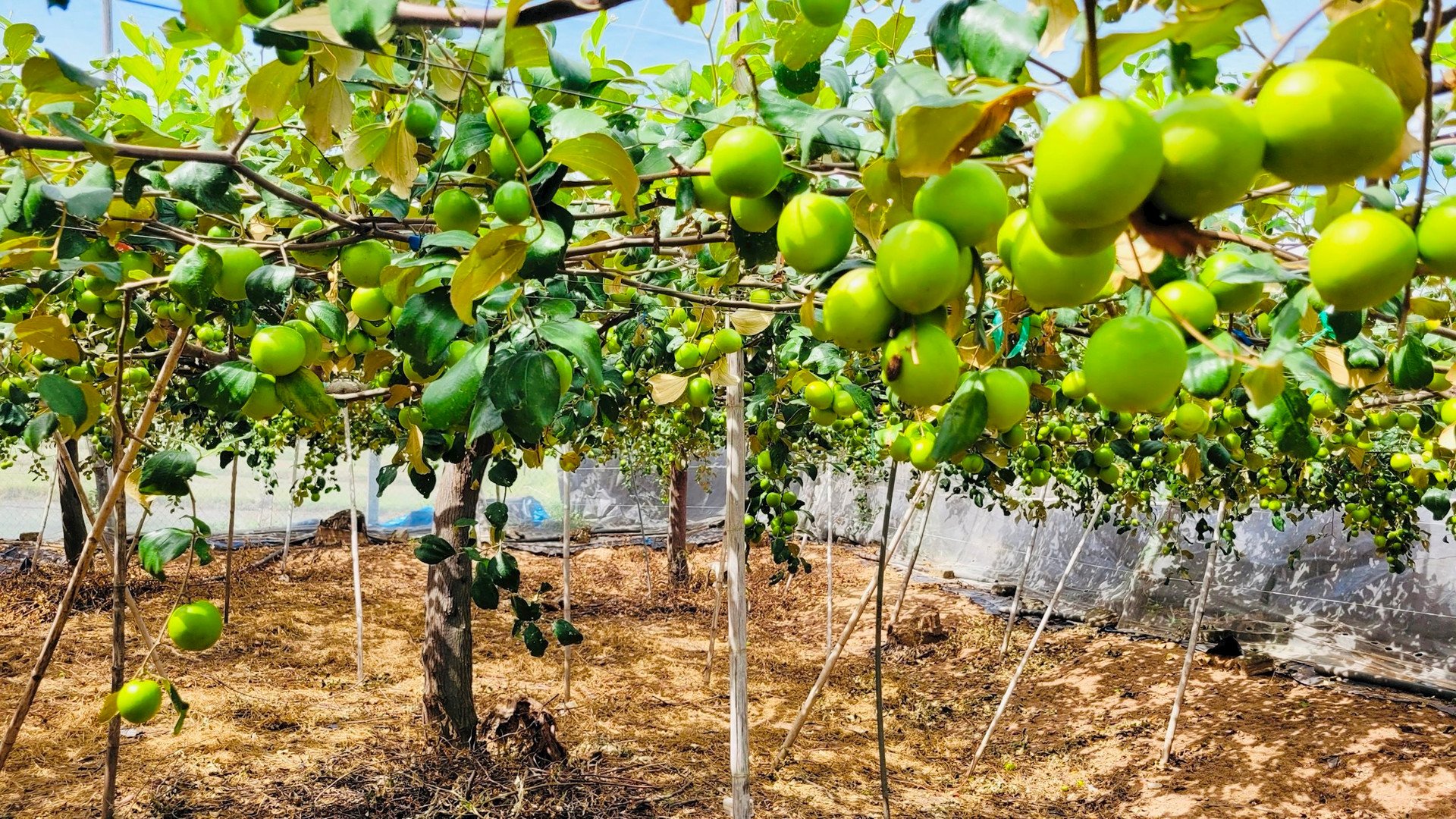 Ghé nhà vườn Thái An để tam quan và mua đặc sản táo xanh Ninh Thuận