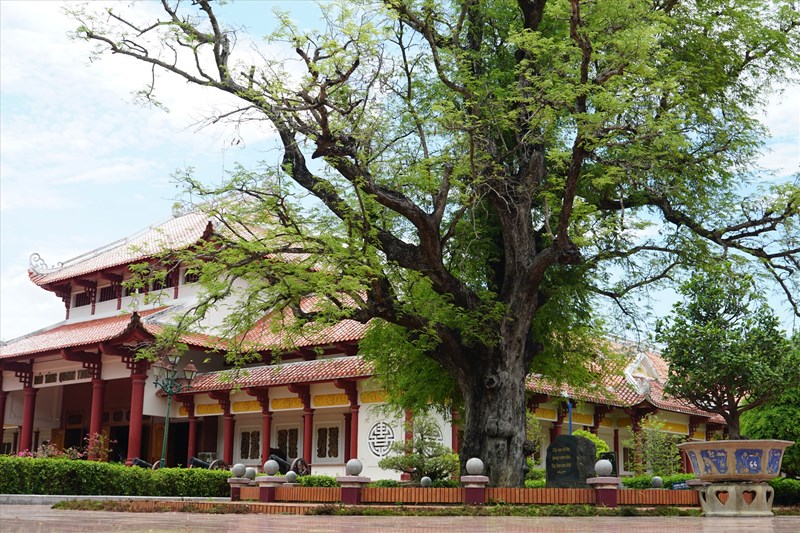 Cây me cổ thụ trong khuôn viên bảo tàng