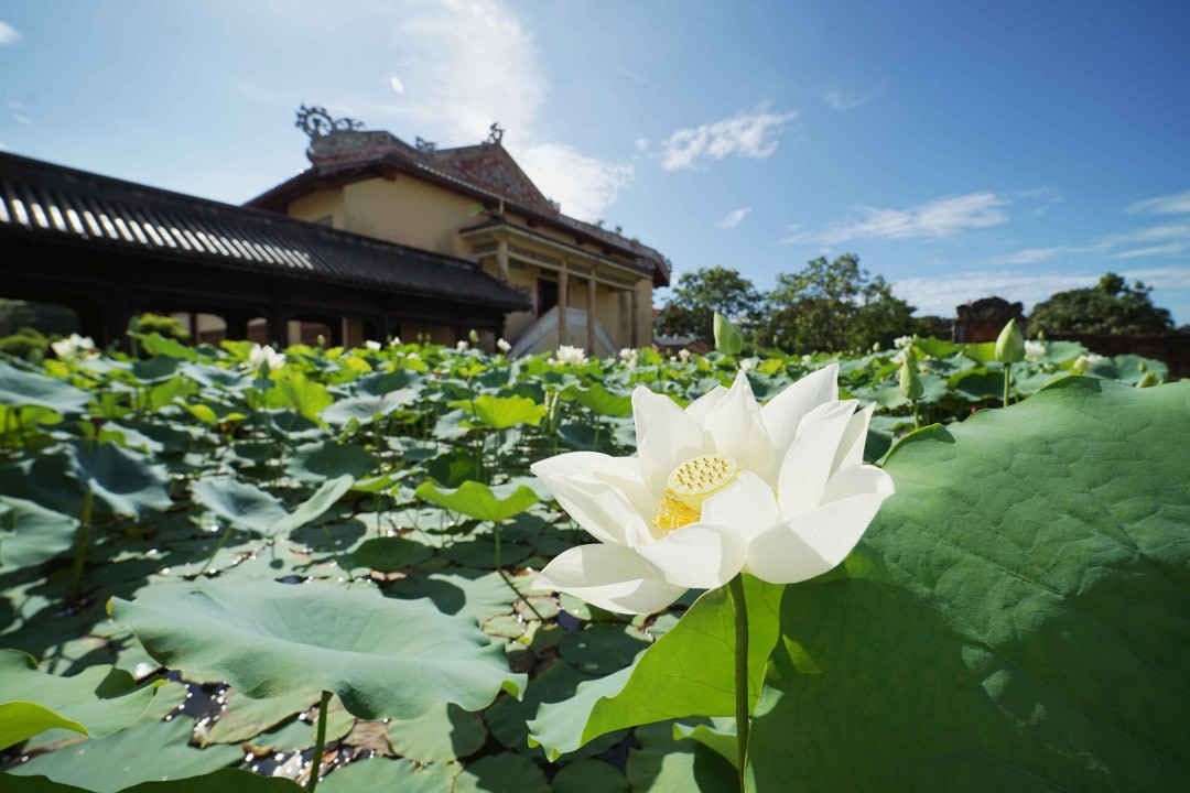 Ngắm hoa sen nở vào mùa hè