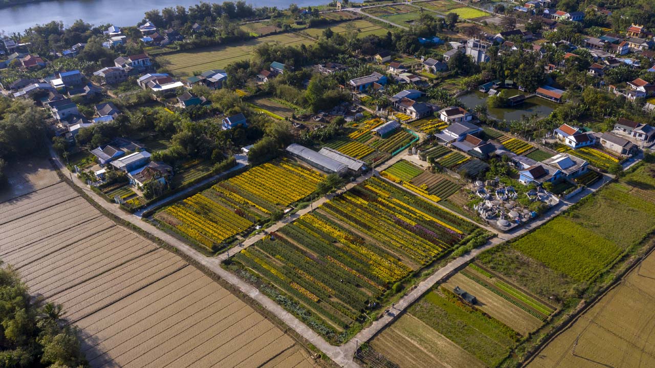 Làng hoa Phú Mậu nằm yên bình bên bờ sông Hương