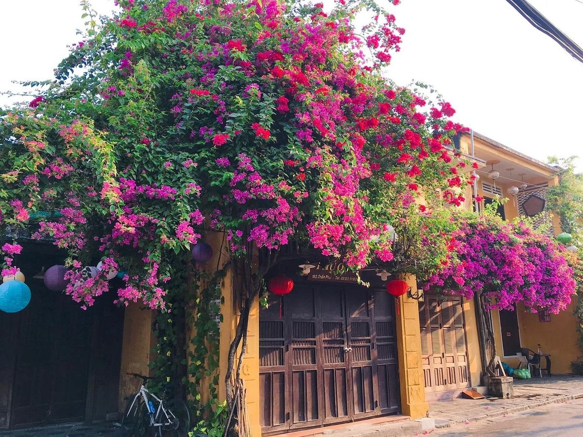 Giàn hoa giấy đỏ rực rỡ tỏa sáng phố cổ Hội An