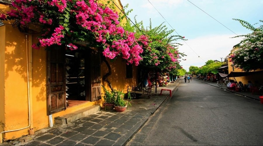 Hoa giấy khoe sắc rực rỡ trên mái ngói đỏ