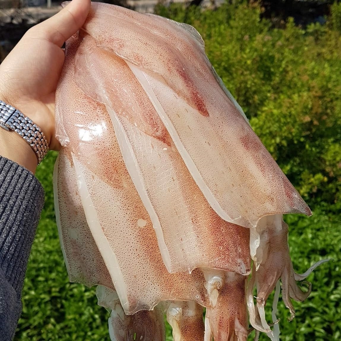 Mực một nắng dày mình, chắc thịt