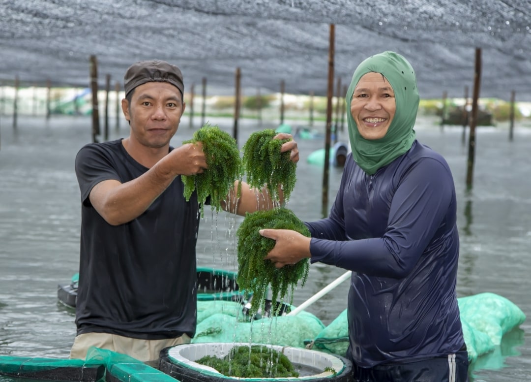Mua rong nho tại vườn