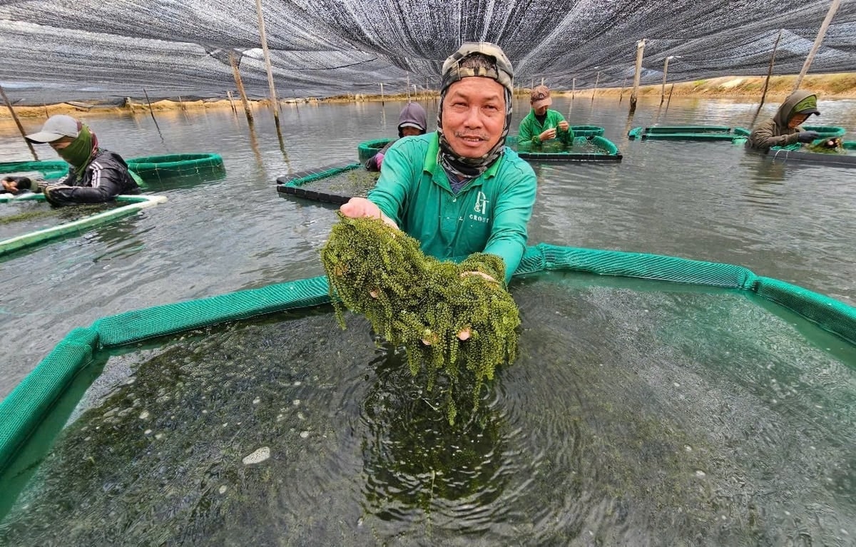 Rong nho Nha Trang được trồng với kỹ thuật hiện đại